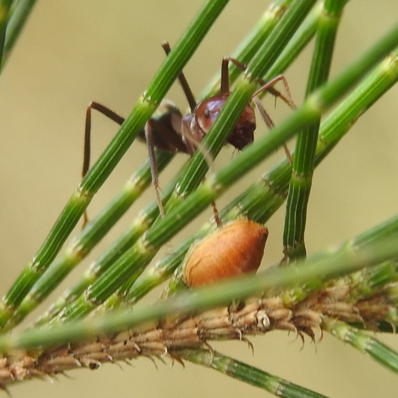 Iridomyrmex purpureus