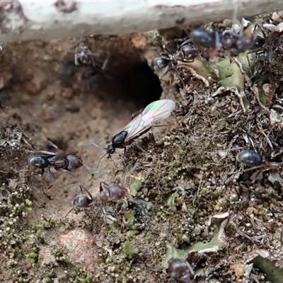 Iridomyrmex rufoniger