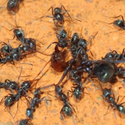 Iridomyrmex rufoniger