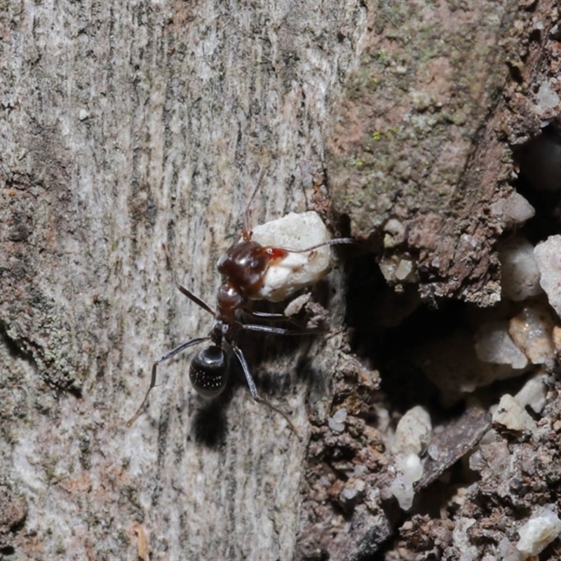 Iridomyrmex rufoniger