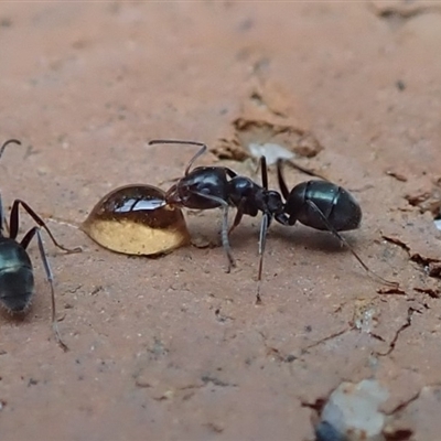 Iridomyrmex sp. (genus)