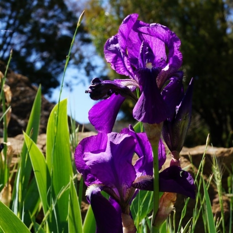 Iris germanica