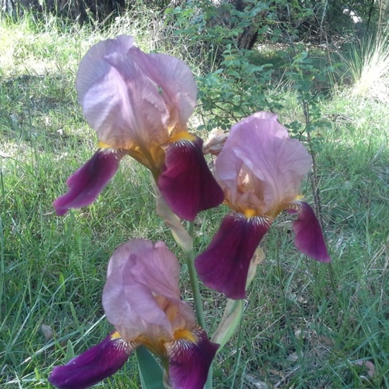 Iris germanica