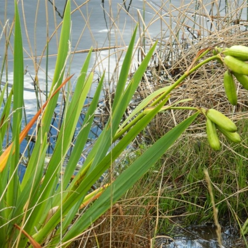 Iris pseudacorus