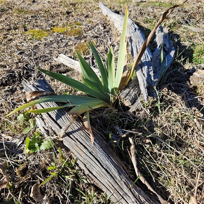 Iris sp.