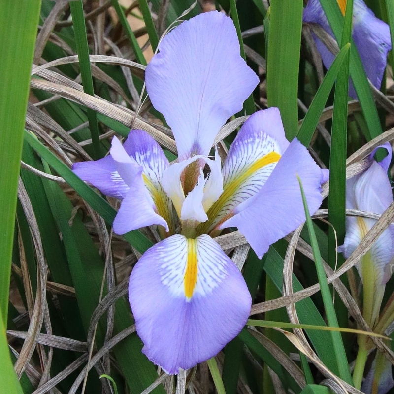 Iris unguicularis