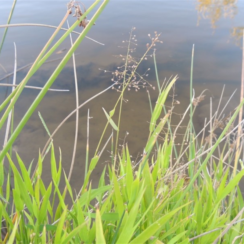 Isachne globosa