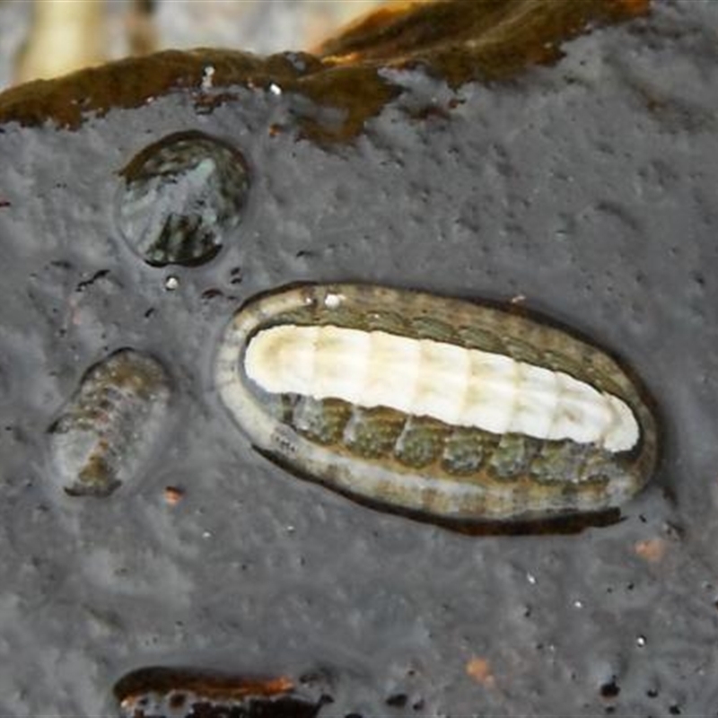 Ischnochiton (Ischnochiton) elongatus