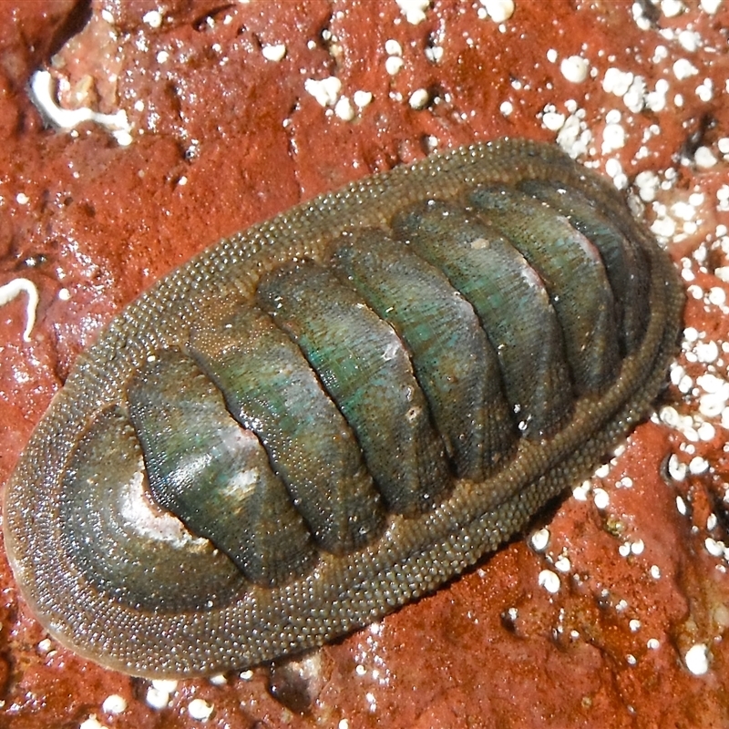 Ischnochiton (Ischnoradsia) australis