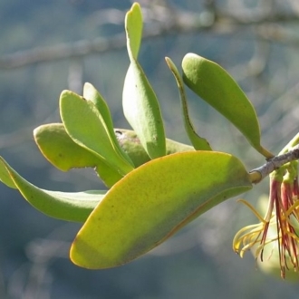 Amyema congener subsp. congener