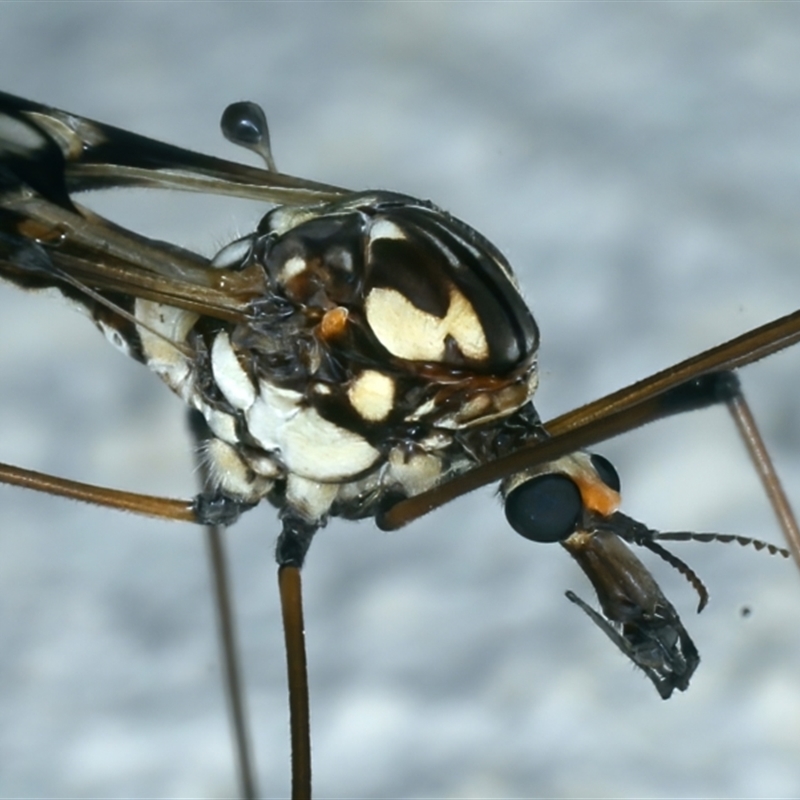 Ischnotoma (Ischnotoma) eburnea