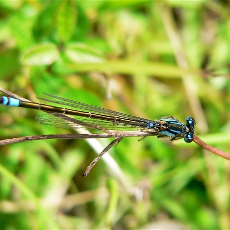 Ischnura heterosticta