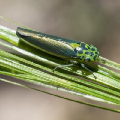 Ishidaella sp.