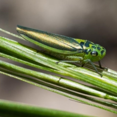 Ishidaella sp.