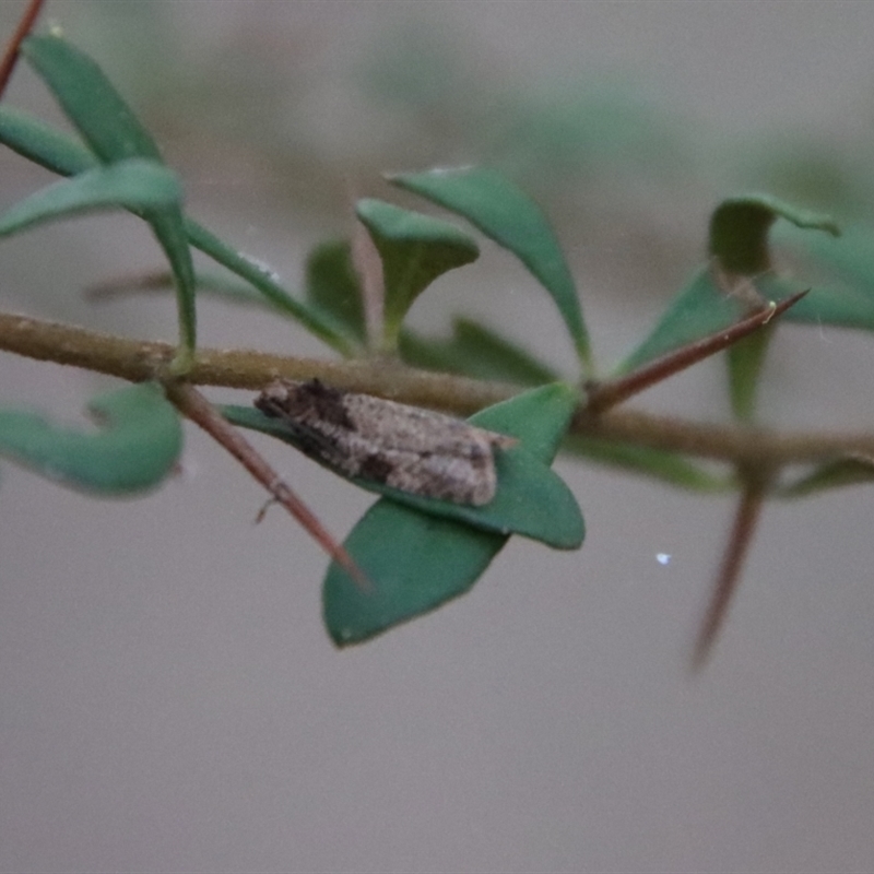 Isochorista melanocrypta