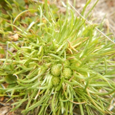 Isoetopsis graminifolia