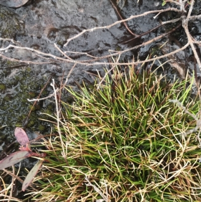 Isolepis aucklandica