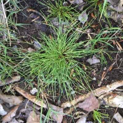 Isolepis cernua