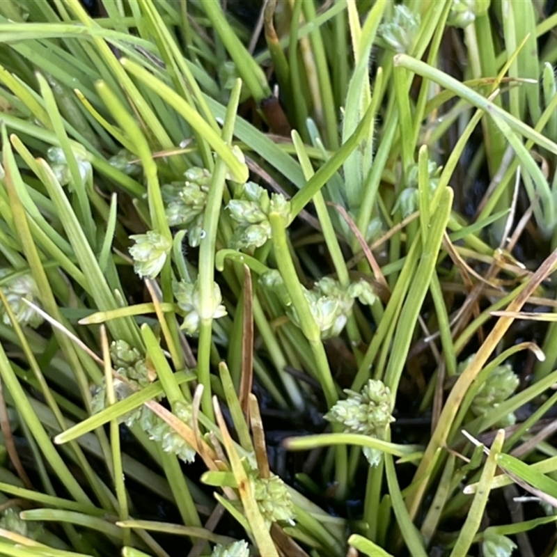 Isolepis gaudichaudiana