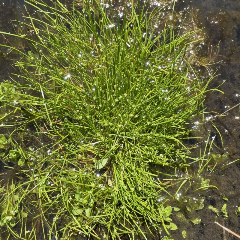 Isolepis gaudichaudiana