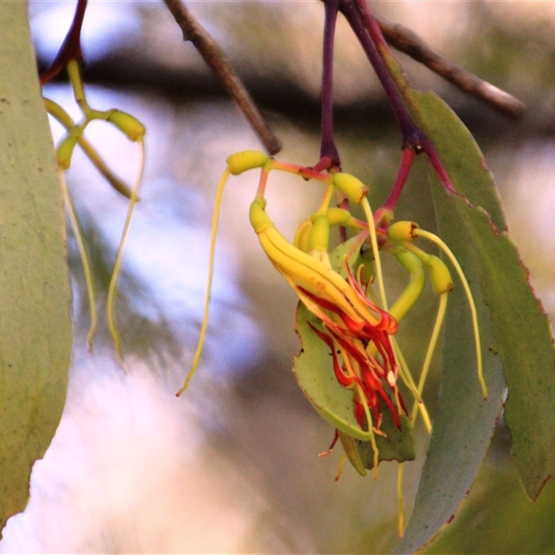 Amyema miquelii