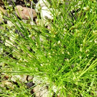 Isolepis marginata