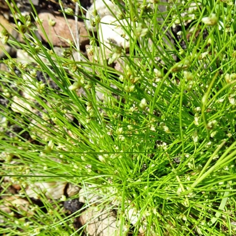 Isolepis marginata