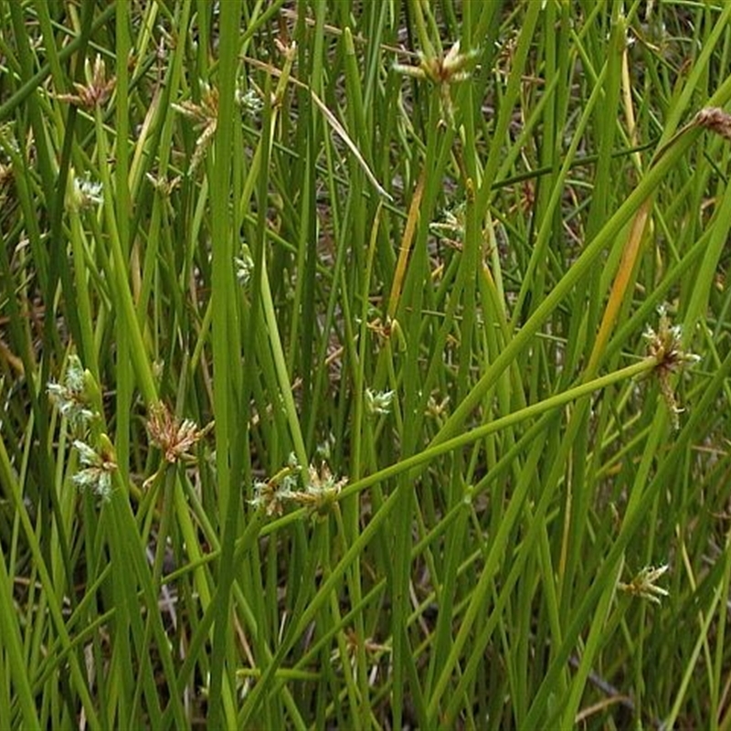 Isolepis prolifera