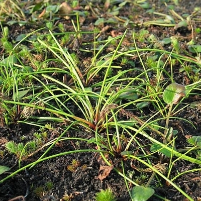 Isolepis prolifera