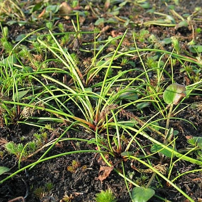 Isolepis prolifera