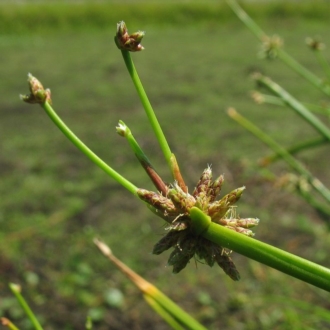 Runners being produced from flower clusters