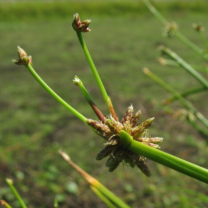 Runners being produced from flower clusters