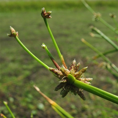 Runners being produced from flower clusters
