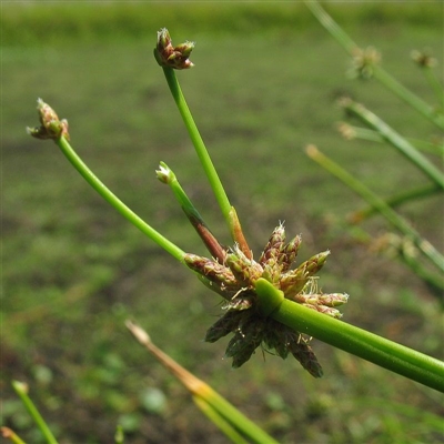 Runners being produced from flower clusters