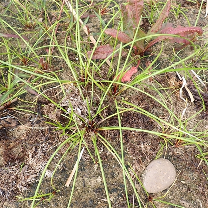 Isolepis prolifera