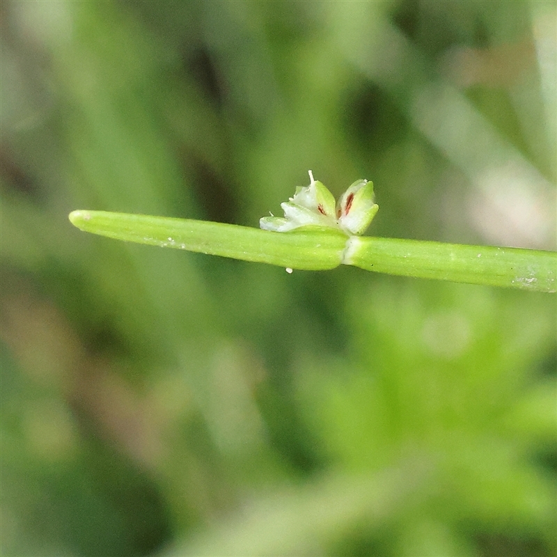 Isolepis sp.