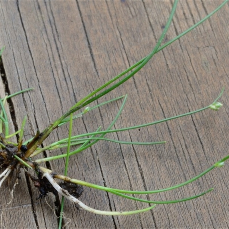 Isolepis subtilissima