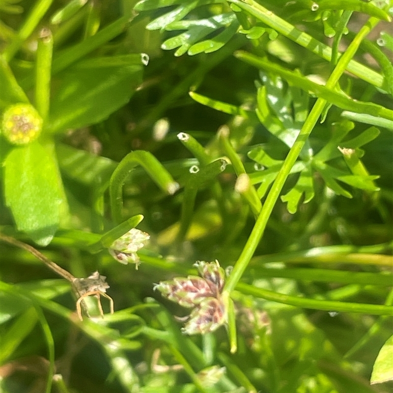 Isolepis subtilissima