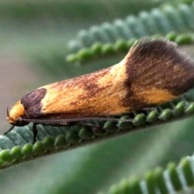Isomoralla pyrrhoptera