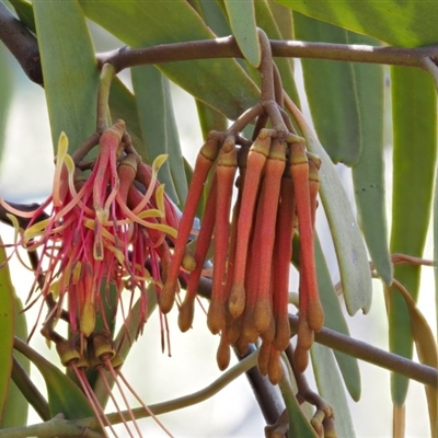 Amyema pendula subsp. pendula