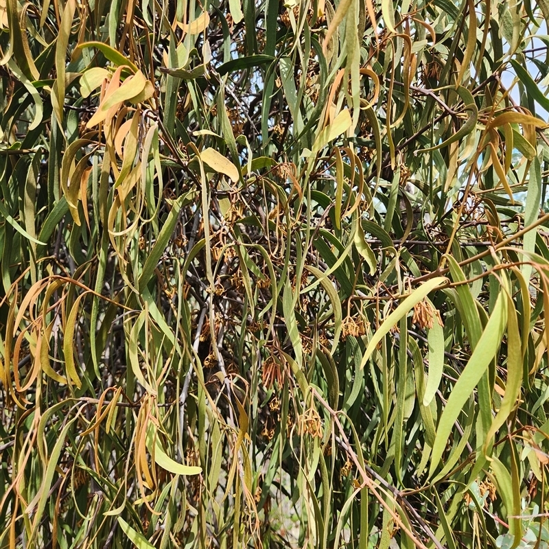 Amyema pendula subsp. pendula