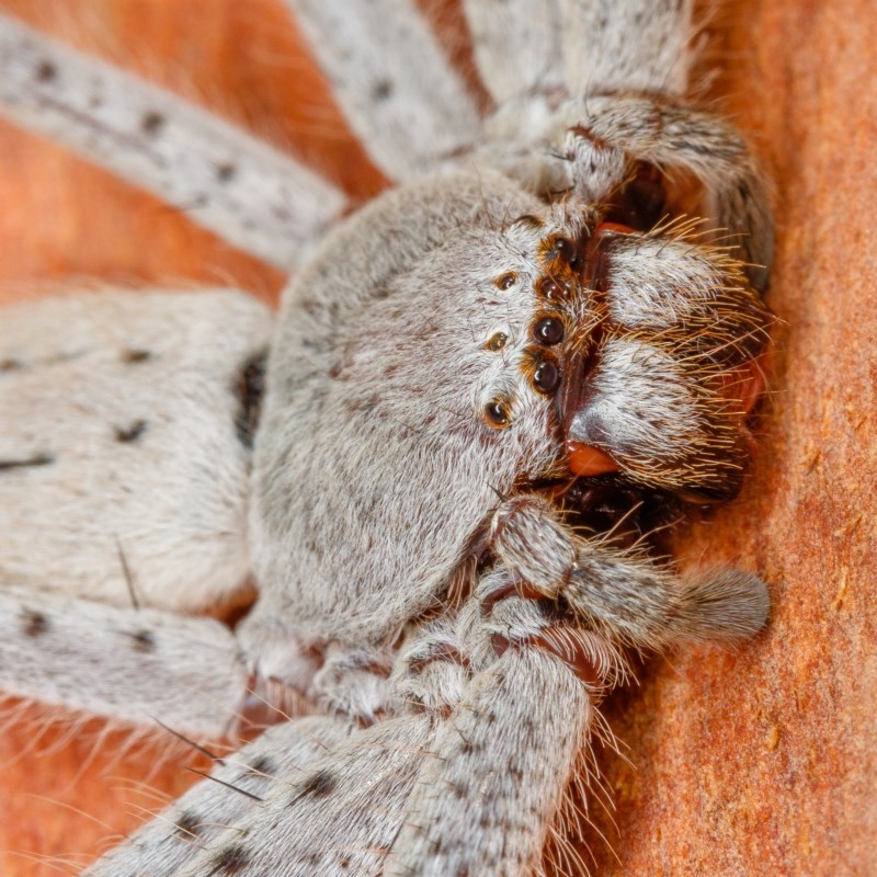Isopeda (genus)
