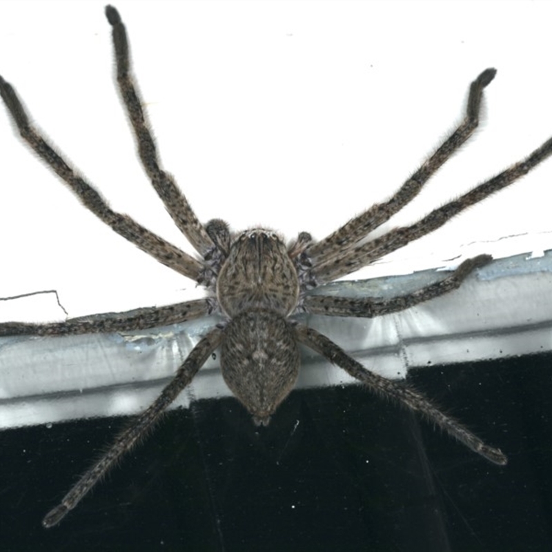 Isopedella cerussata