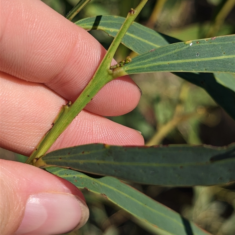 Acacia difformis