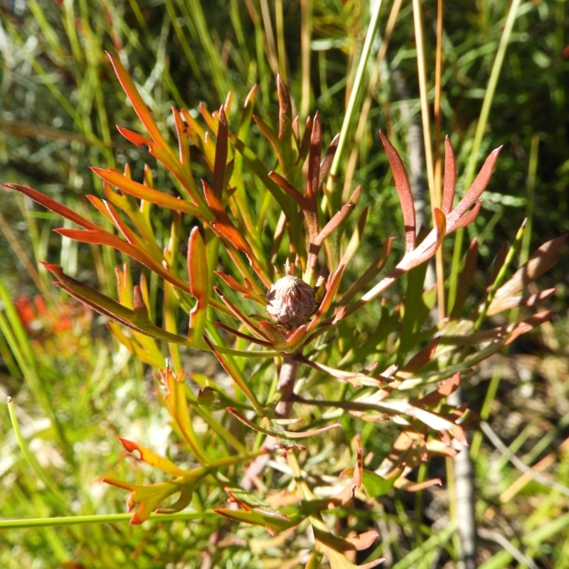 Isopogon anemonifolius