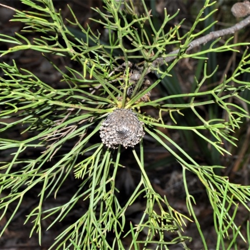 Isopogon anethifolius