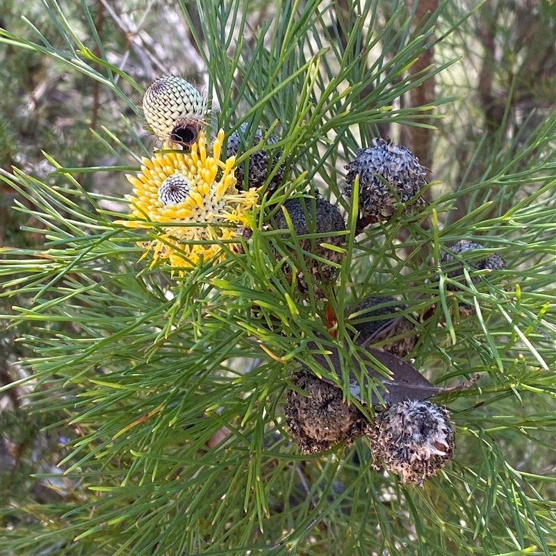 Isopogon anethifolius