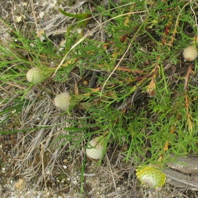 Isopogon prostratus