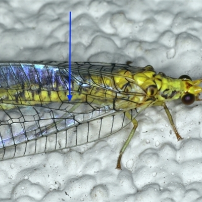 Italochrysa insignis