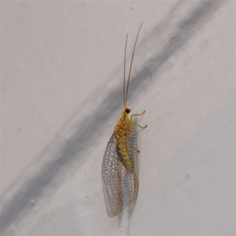 Italochrysa sp. (genus)